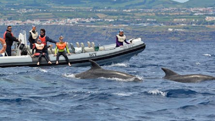 Small-group swim with dolphins from Lajes do Pico